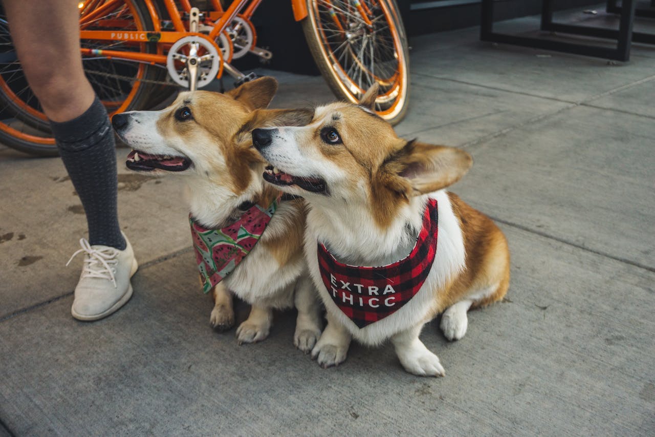 Two corgis wearing cute bandanas sitting on a sidewalk beside orange bicycles.
