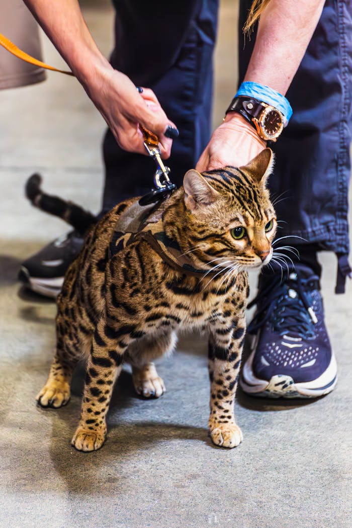 Beautiful Bengal cat on a leash being handled by person indoors at a pet event.
